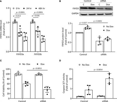Displacement of Native FXYD Protein From <mark class="highlighted">Na+/K+-ATPase</mark> With Novel FXYD Peptide Derivatives: Effects on Doxorubicin Cytotoxicity